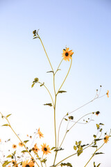 Summer wildflowers, Central Valley, California