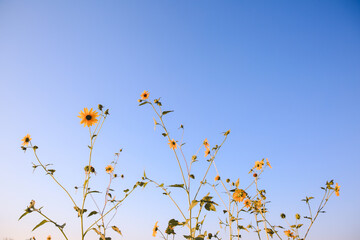 Summer wildflowers, Central Valley, California