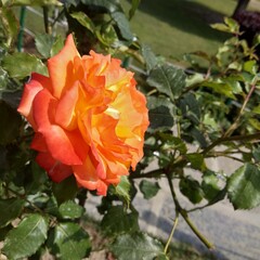 Beautiful rose image hd (jammu & kashmir)
