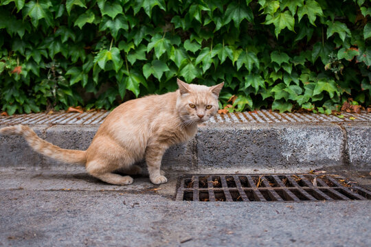 Street cat urinating on the street