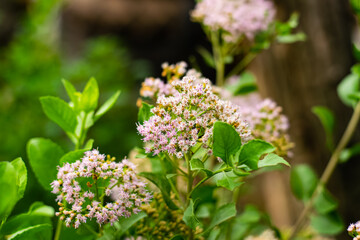Indian marsh fleabane