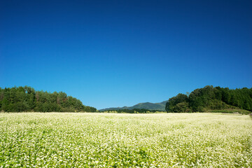 ソバ畑と秋の空