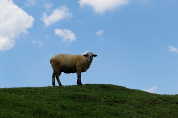 raising farm animals for sale and consumption