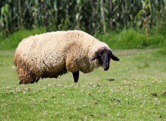 Obraz premium raising farm animals for sale and consumption