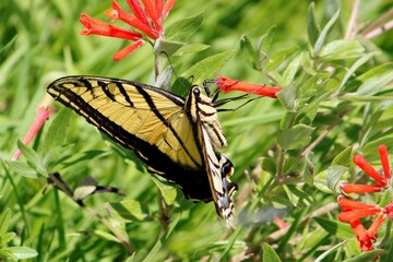 animals in wildlife and caring for the environment