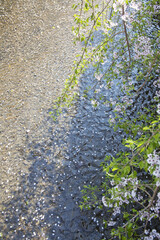 さくらと高瀬川