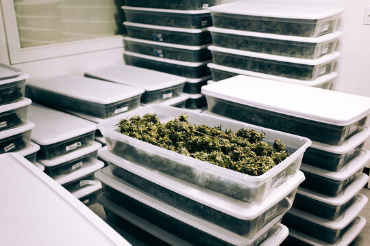 Cannabis processing.
