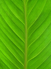 Green leaf structure. Large green leave close up
