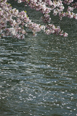Obraz na płótnie Canvas 桜と琵琶湖疎水