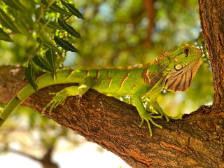 camaleão iguana