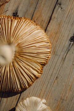 Fresh wild mushrooms