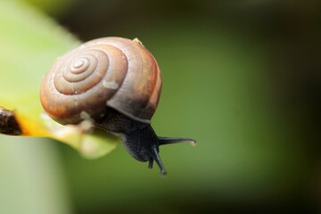 snail on a leaf 1