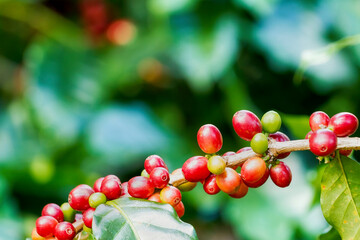 Group of ripe and raw Arabica coffee berries on coffee tree branch