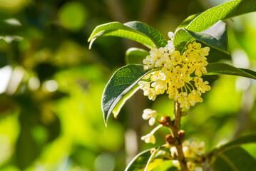 Group of Sweet osmanthus or Sweet olive flowers blossom on its tree