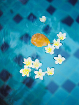 Frangipani flowers on water surface