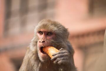 close up of a monkey
