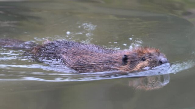 European beaver (Castor fiber), beaver enters the water and swims