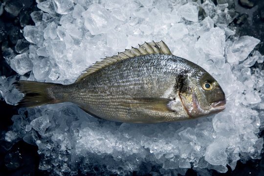 Fresh Dorado on ice