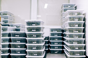 Cannabis processing.