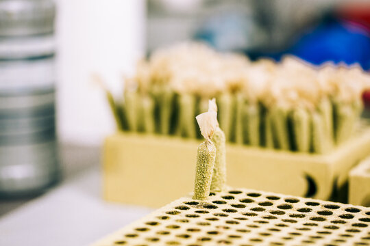 Rolling Joints