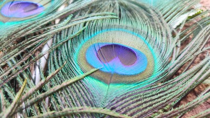 Close up view of peacock feathers