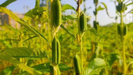 Green pods of sesame crop