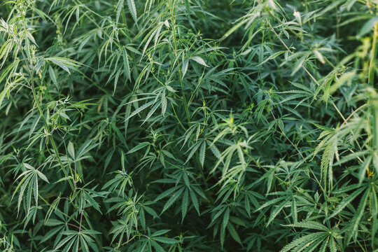 plantage full of hemp flowers