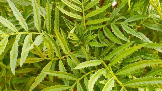 Best Marigold Plant Images Stock Photos Vectors Adobe Stock