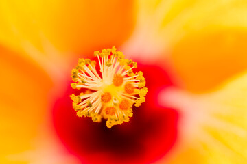 Orange hibiscus stamen, macro
