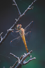dragonfly close up