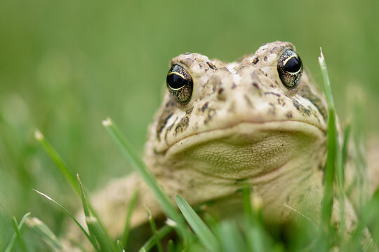 Western Toad