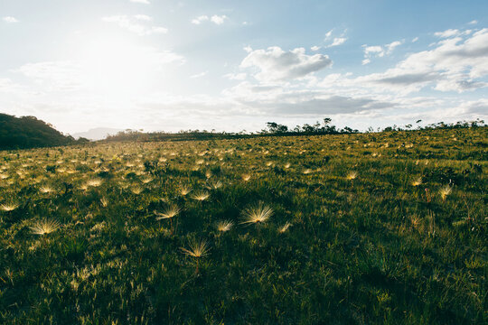 Field of Palipalan Plants in Warm Afternoon Light