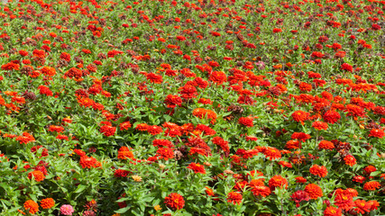 green field with many red flowers, pattern