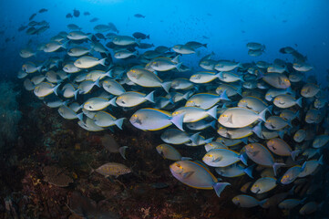 Schooling Surgeonfish 2