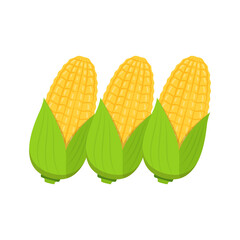 Corn vector. Corn on white background.  corn cartoon vector.