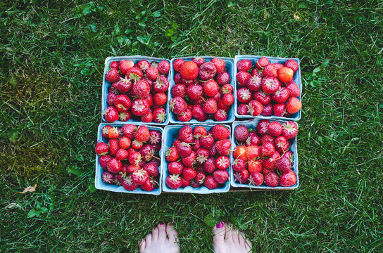 Six quarts of strawberries on the lawn