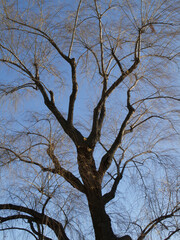 Fototapeta na wymiar 街路樹の枯枝