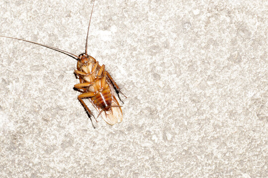 Dead Cockroach