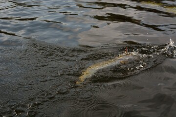 Summer fishing, pike fishing, spinning on the lake

