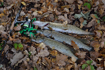 Obraz premium Summer fishing, pike fishing, spinning on the lake