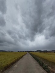 Fototapeta na wymiar a heavily cloudy paddy field