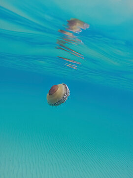 Jellyfish