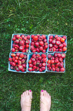 Six quarts of strawberries on the lawn