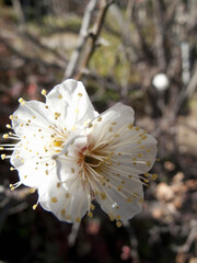 梅の花のアップ
