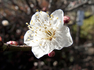 梅の花のアップ