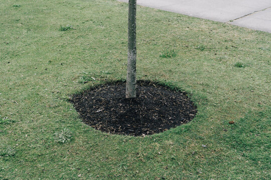 Small tree encircled by green grass
