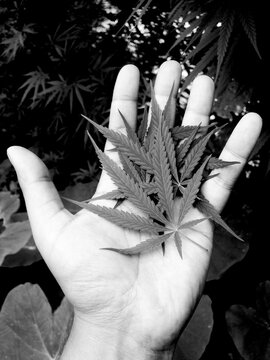 Marijuana leaf on a palm.