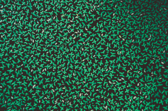Many small succulent plants floating pattern