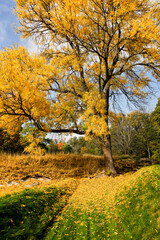 Stockholm, Sweden  A tree in fall in the Djurgarden park.