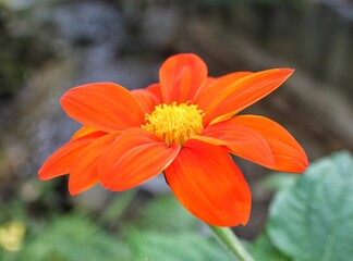 orange flower in the garden